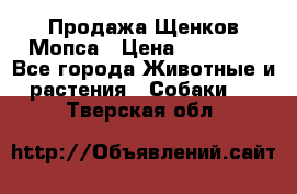 Продажа Щенков Мопса › Цена ­ 18 000 - Все города Животные и растения » Собаки   . Тверская обл.